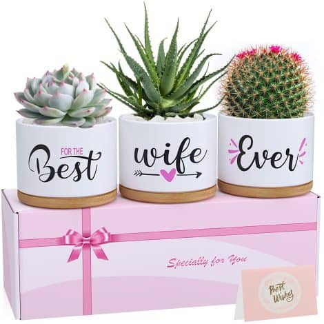 Beautifully packaged, these “Best Wife Ever” succulent pots are the perfect Valentine’s or birthday gift for her.