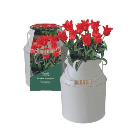 Spring Tulip Milkchurn – Grow Your Own Flowers Kit with Stylish Milk Churn – Perfect Gardening Gift for all genders.