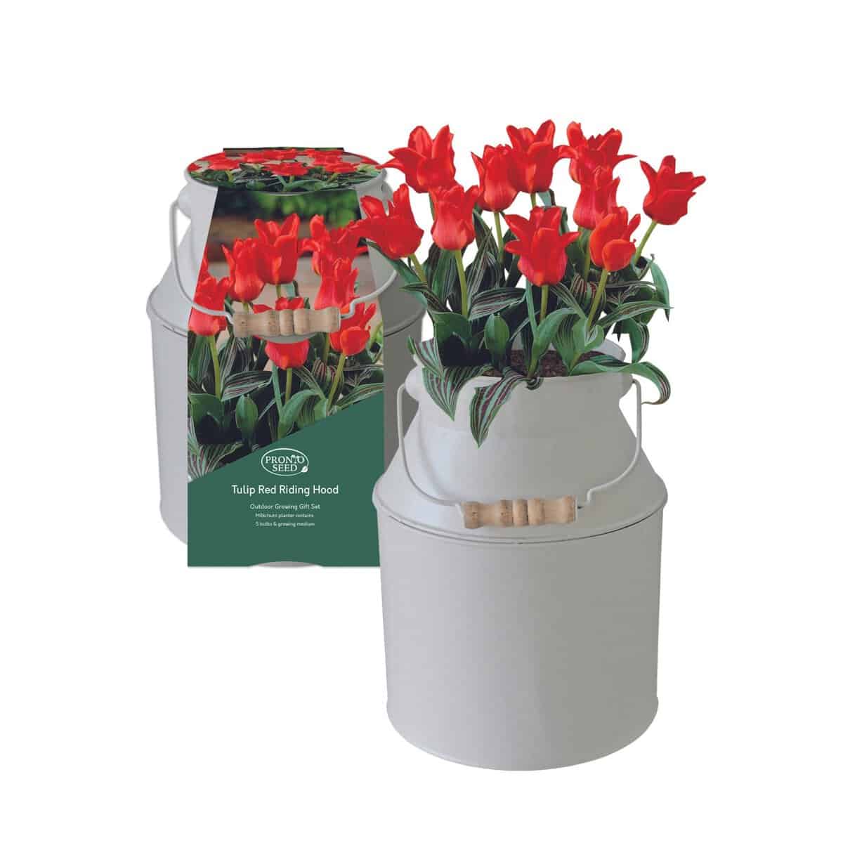 Pronto Seed Spring Tulip Milkchurn - Grow Your Own Flowers Kit with Decorative Milk Churn Planter - Gardening Gifts for Women and Men